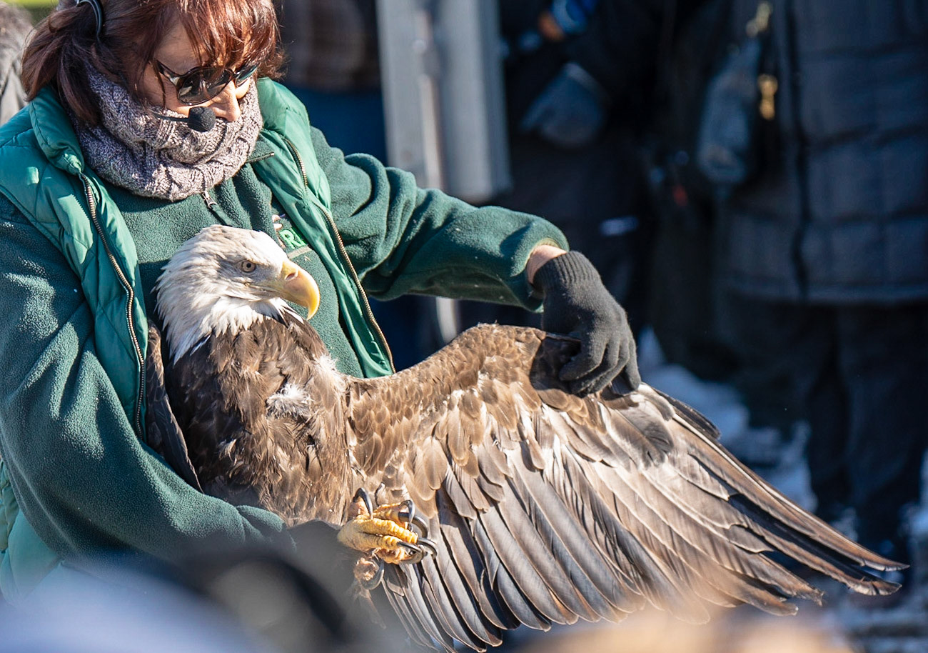 Eagle release, Sauk City