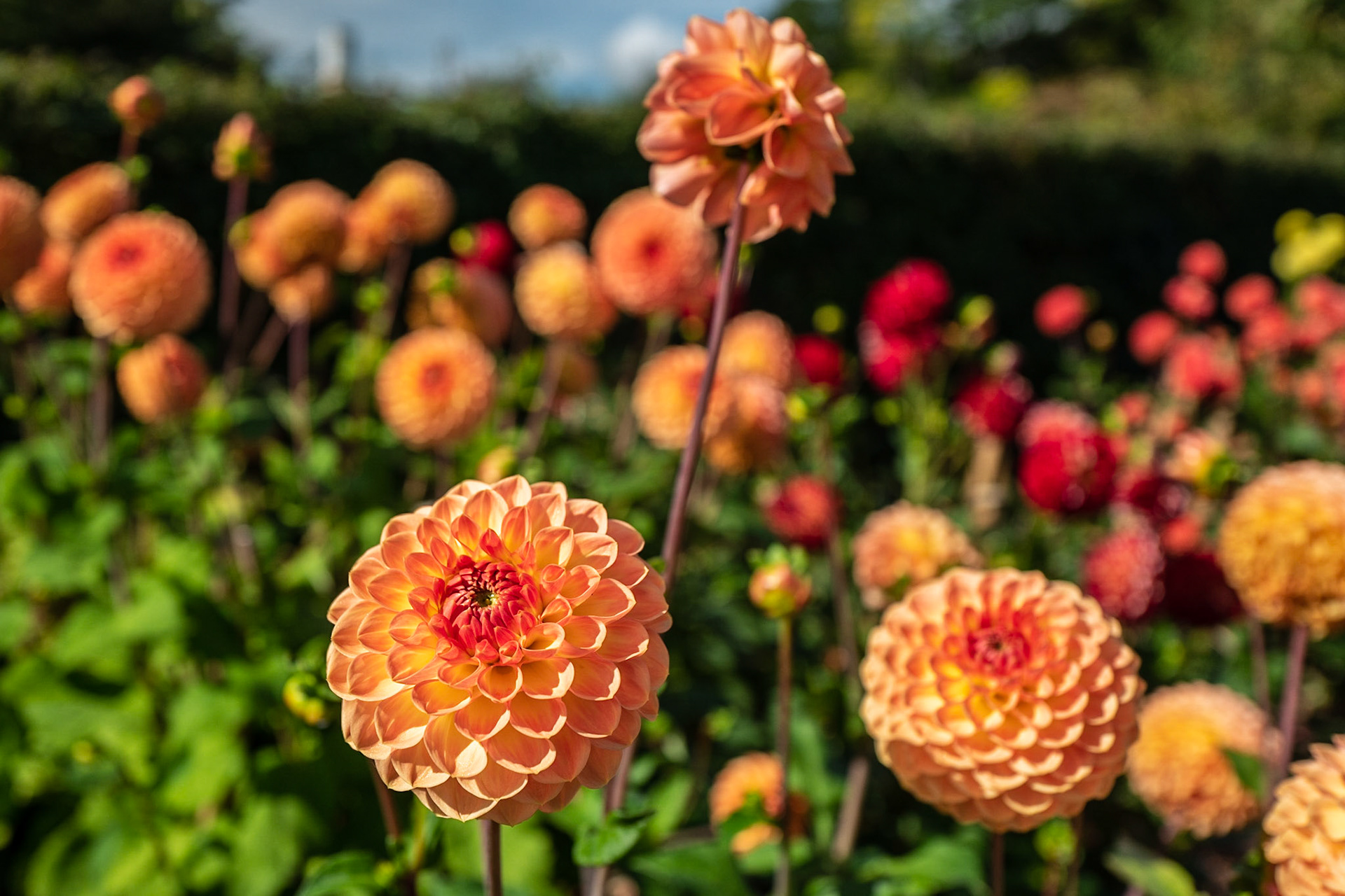 Botanic Gardens, Dublin