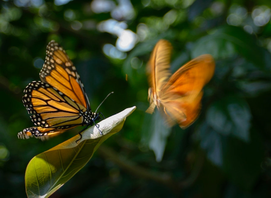 When butterflies attack!