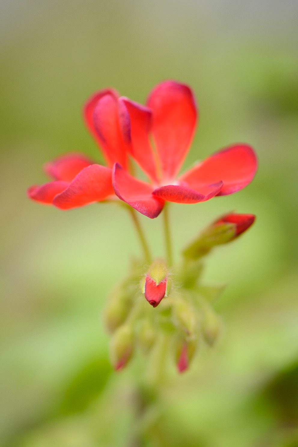 Burst in frantic flower