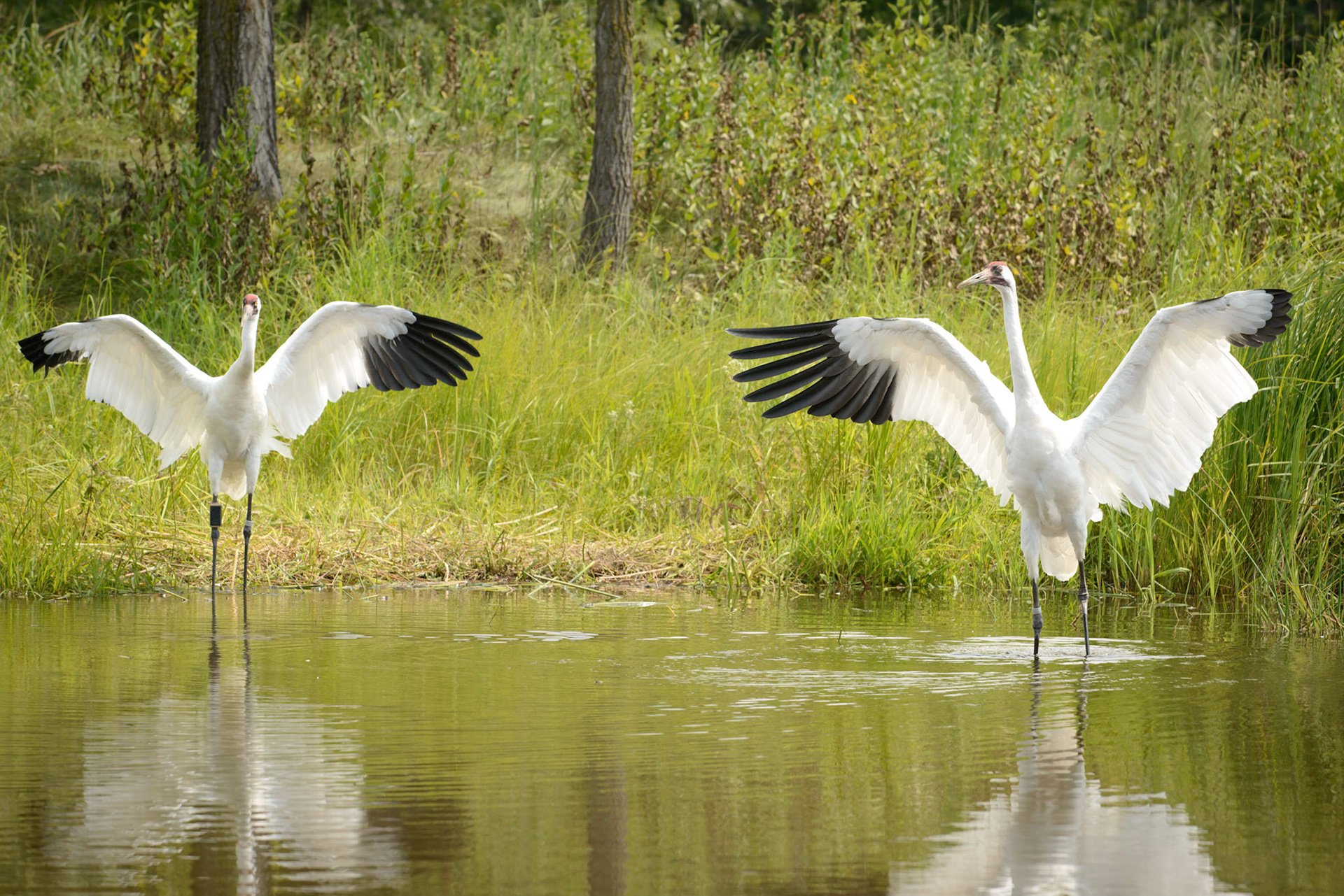 Whooping cranes