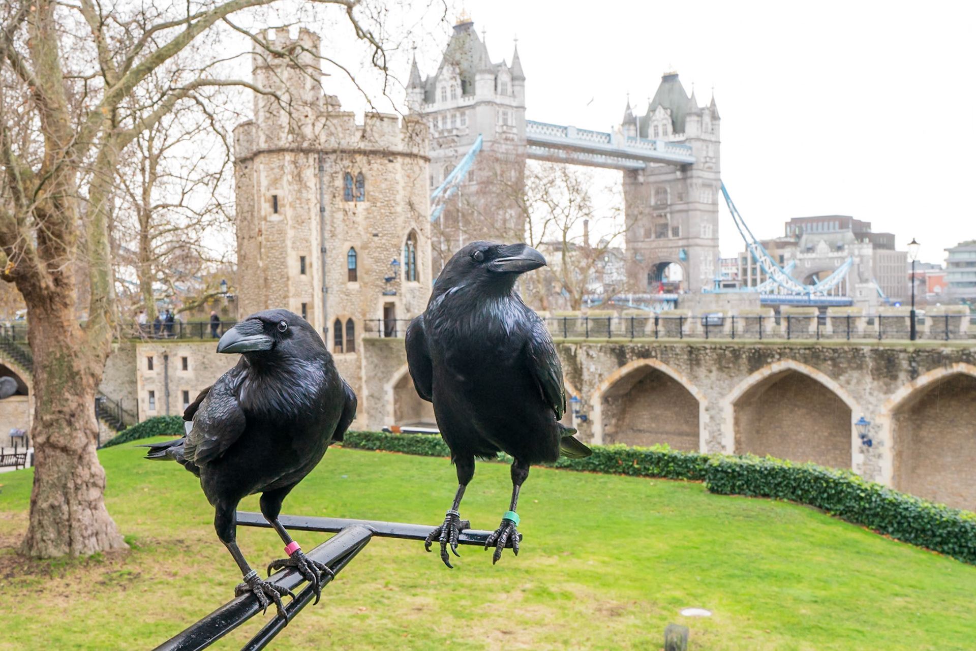 Ravens at the Tower