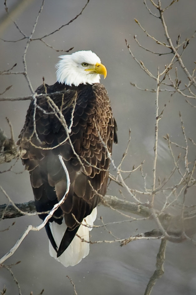 Bald eagle, Sauk City