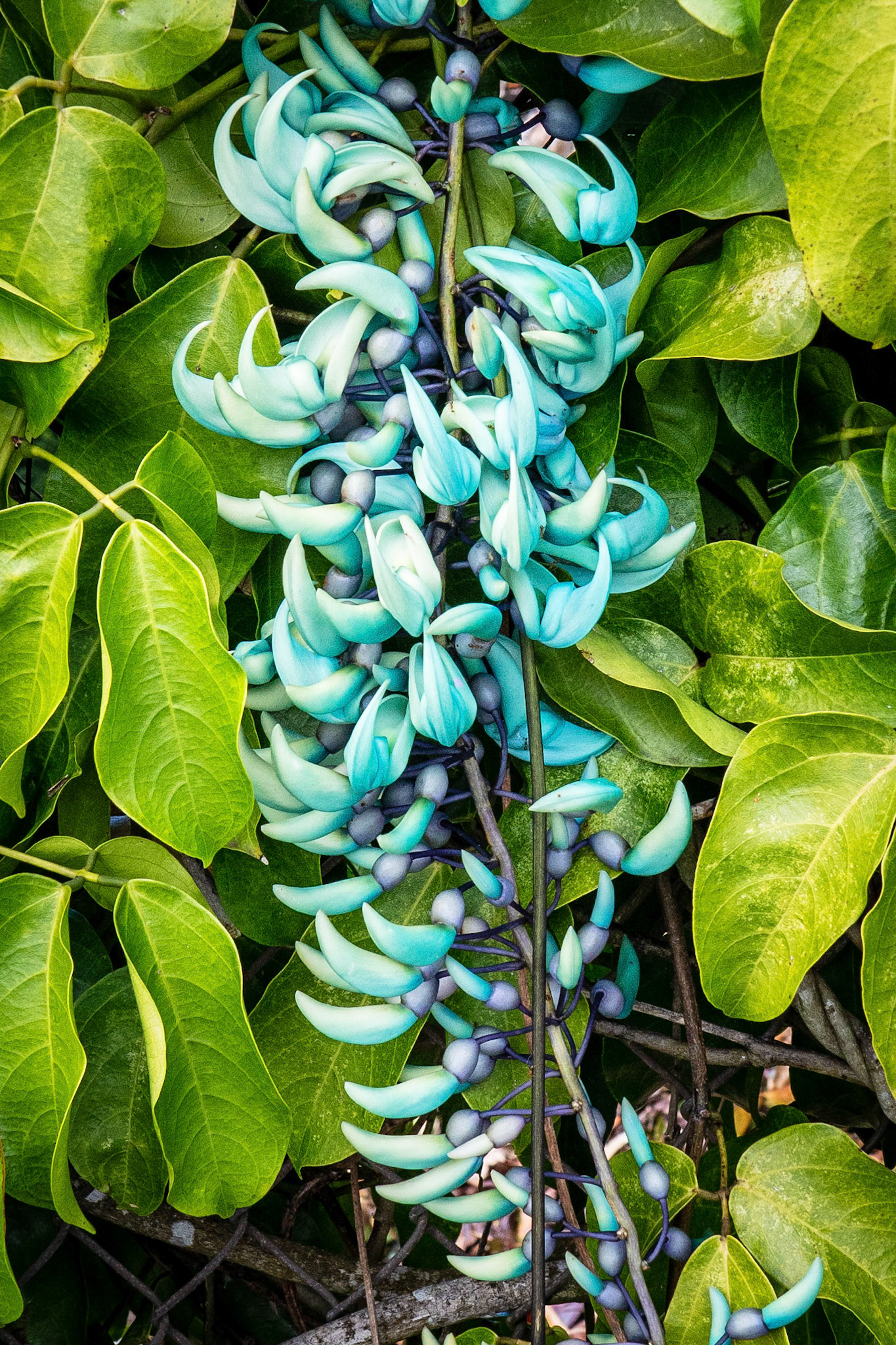 Wahiawa Botanical Garden, Oahu