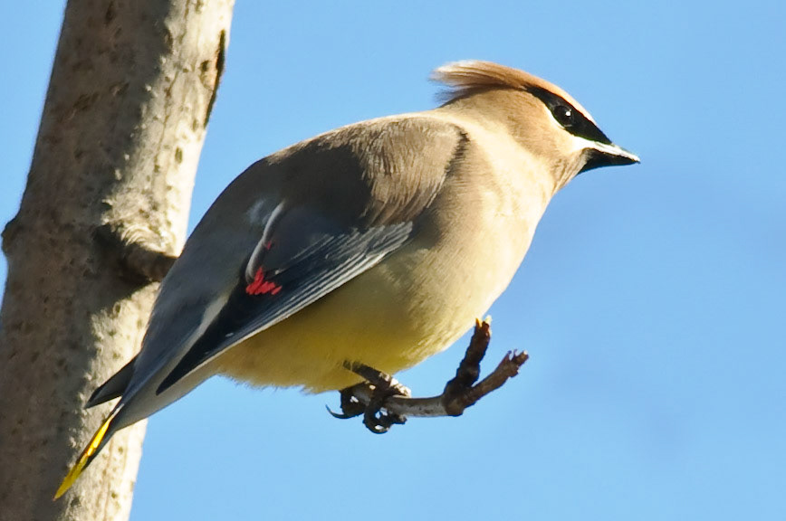 Cedar waxwing
