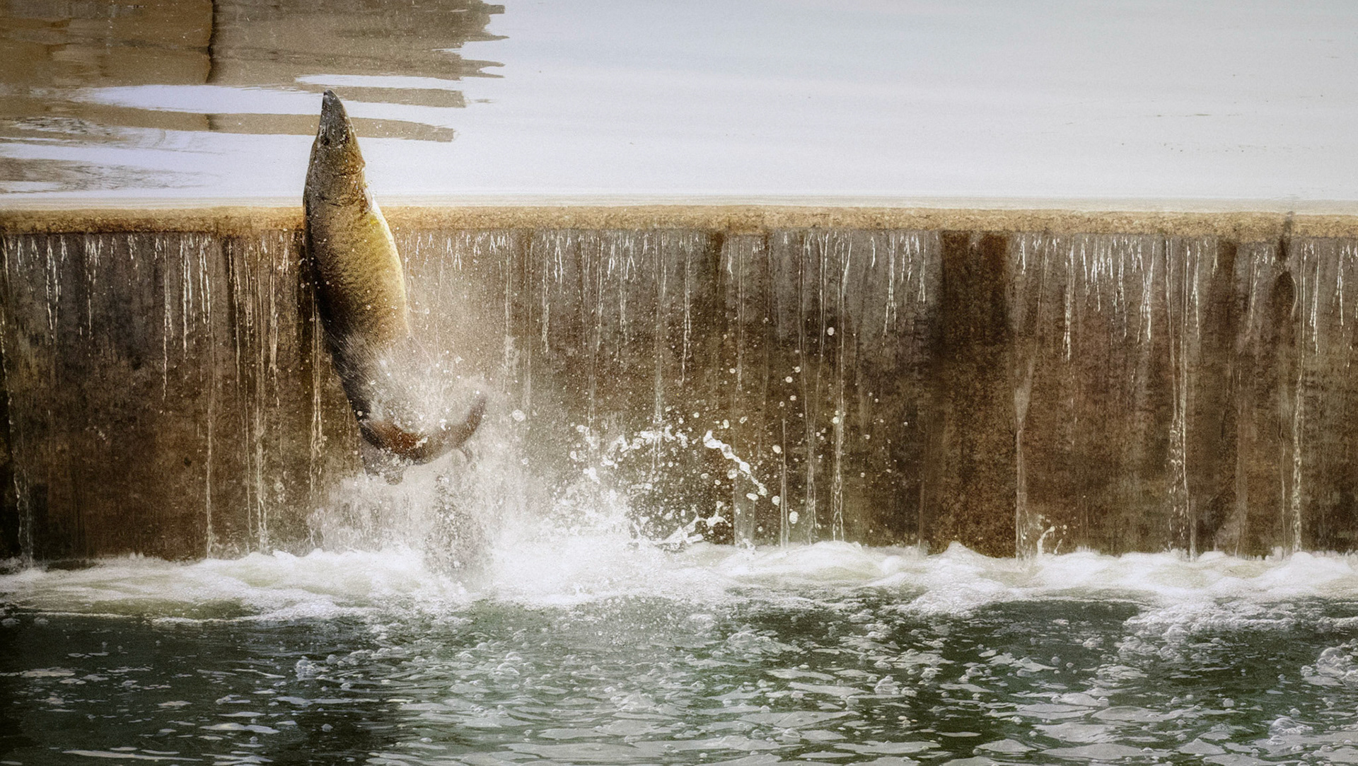 The muskies are jumpin'