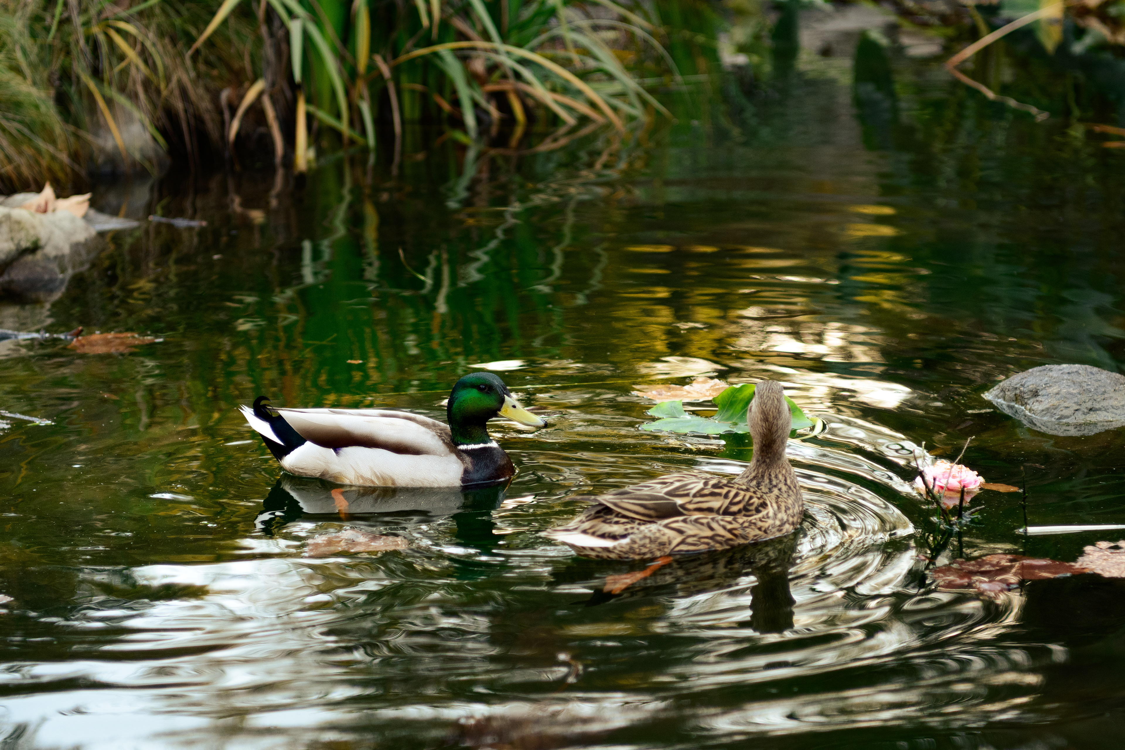 La Cañada Flintridge, CA - 2026