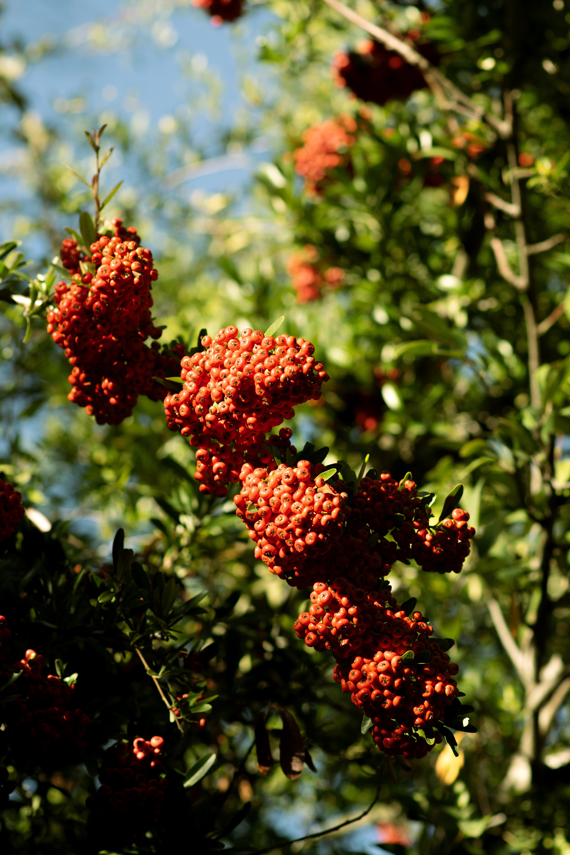 November 2025 – South Coast Botanical Garden