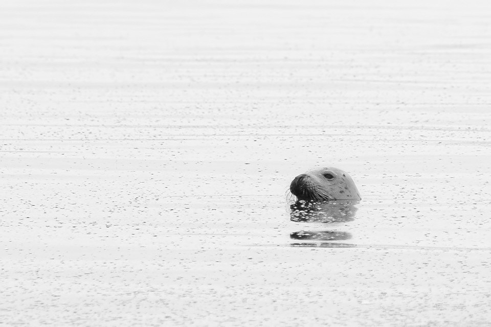 Seal
