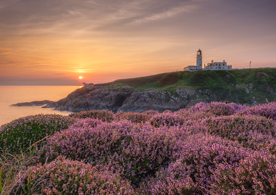 The Lighthouse & Heather, Killantringan, Rhinns of Galloway, 2020.