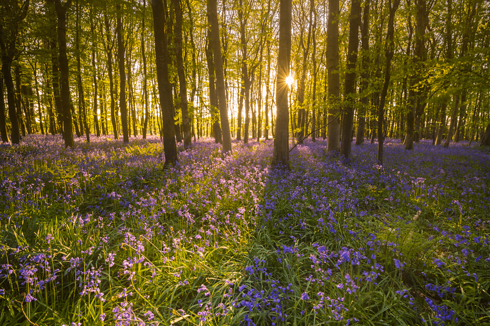 Bluebell Wood, Rhinns of Galloway, 2016.