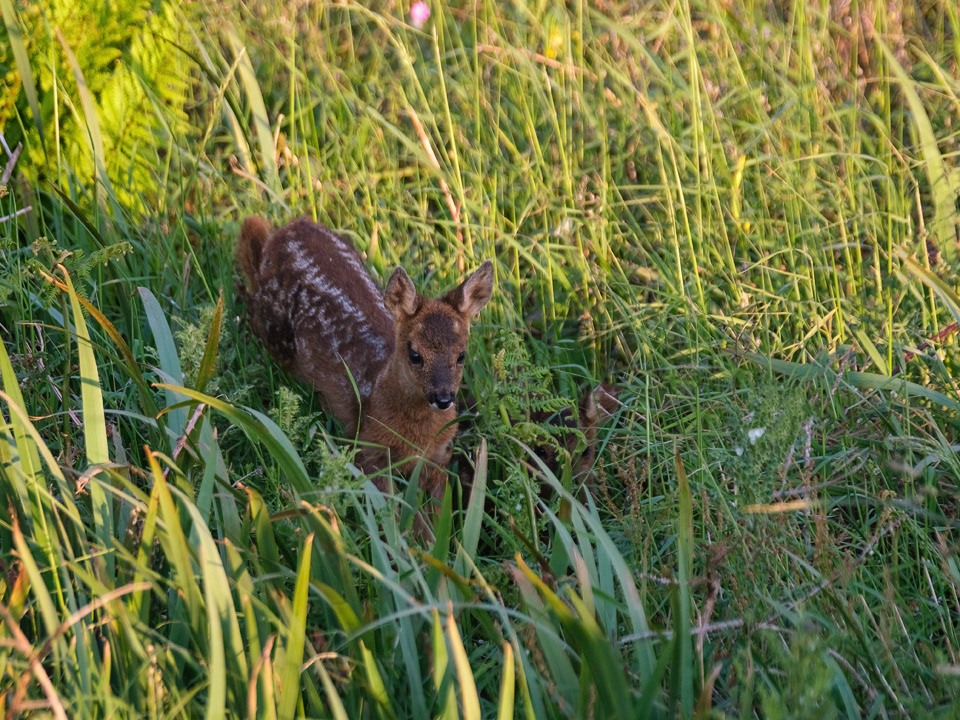 Roe Deer Fawns