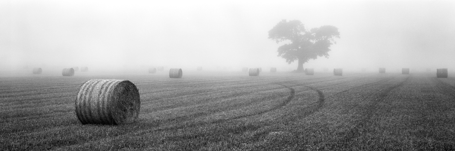 "Lone Tree", Perthshire, 2015.