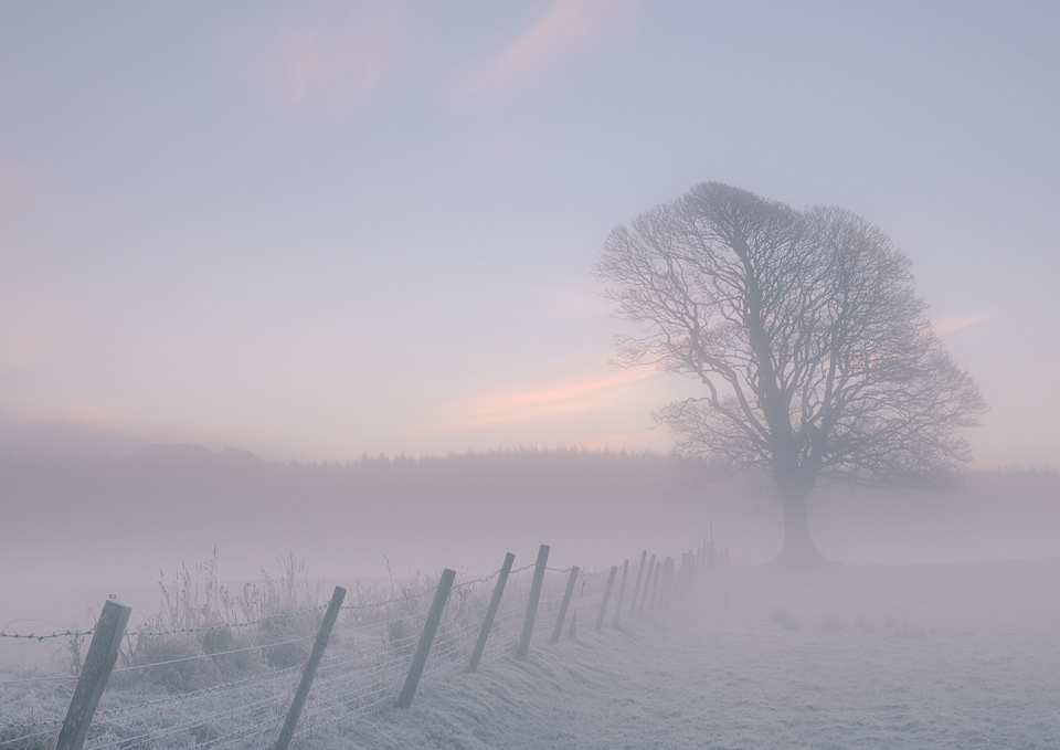 "Fence & Frost", Rhinns of Galloway, 2020.