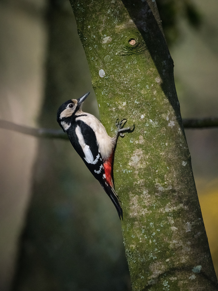 Great Spotted Woodpecker