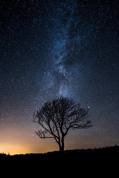 Tree & Stars, Rhinns of Galloway, 2017.