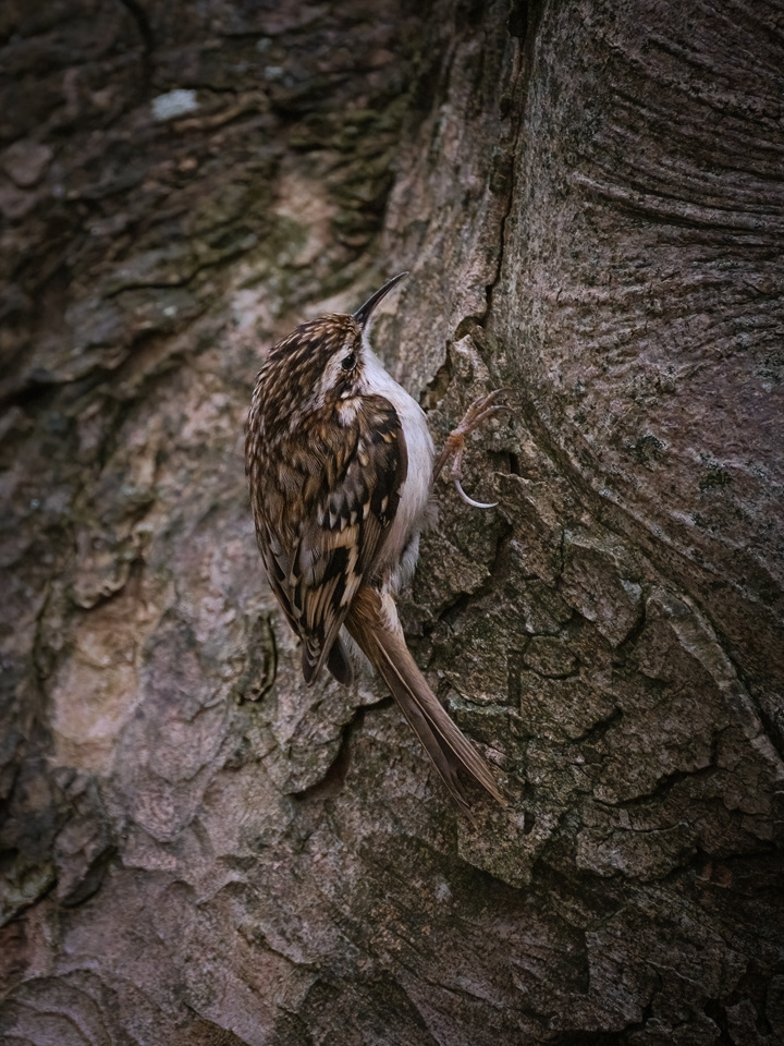 Treecreeper