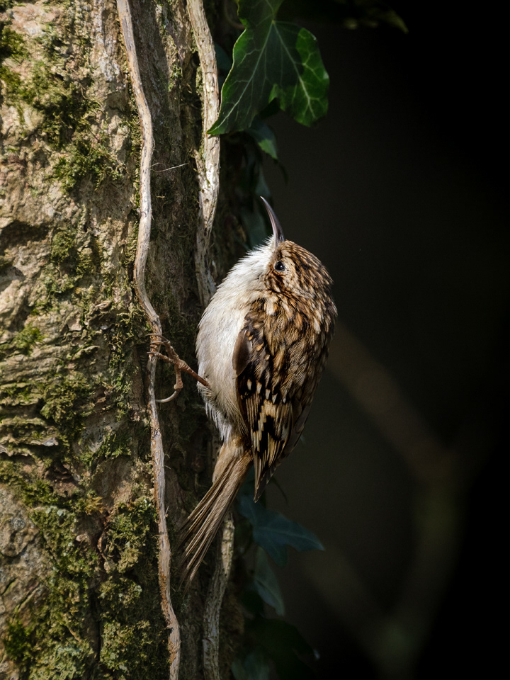 Treecreeper