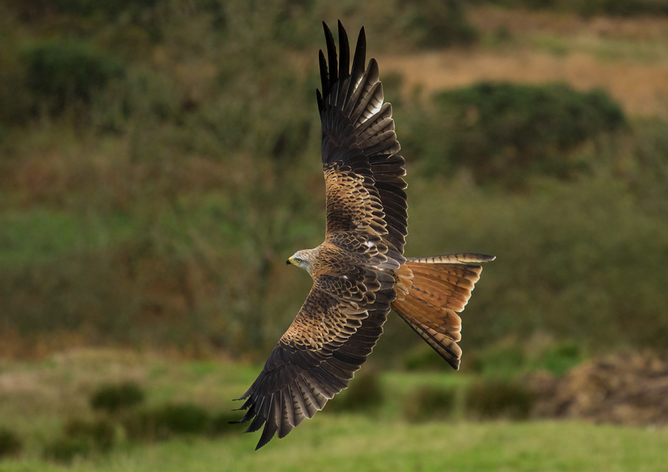 Red Kite
