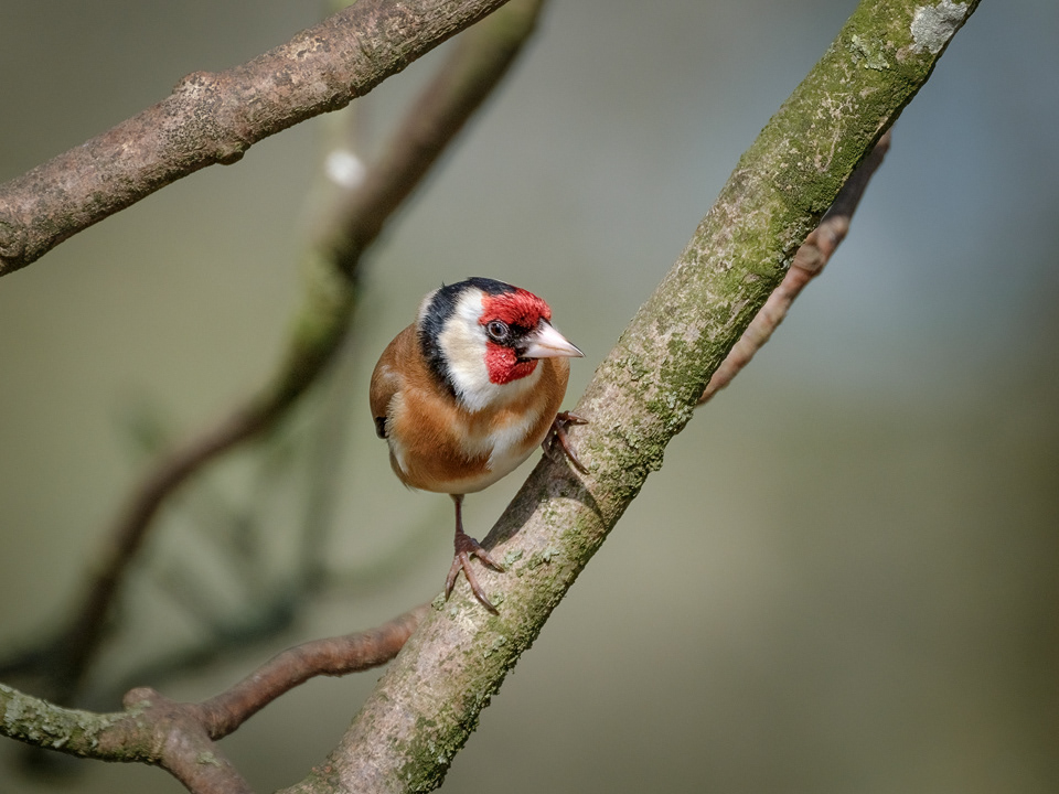 Goldfinch
