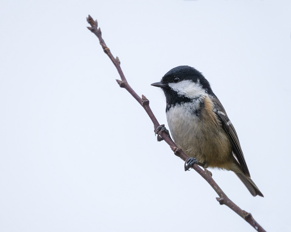 Coal Tit