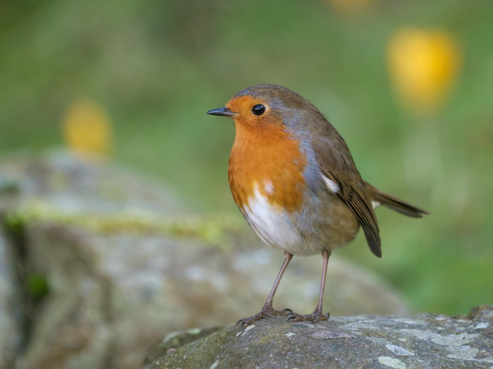 Robin