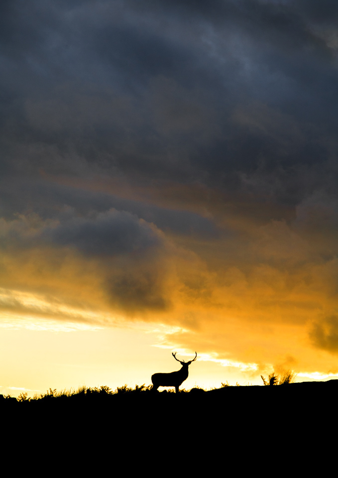 Monarch of the Glen