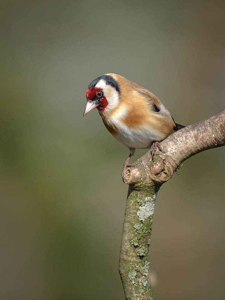Goldfinch