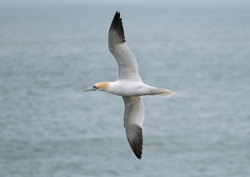 Northern Gannet