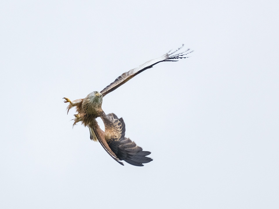 Red Kite