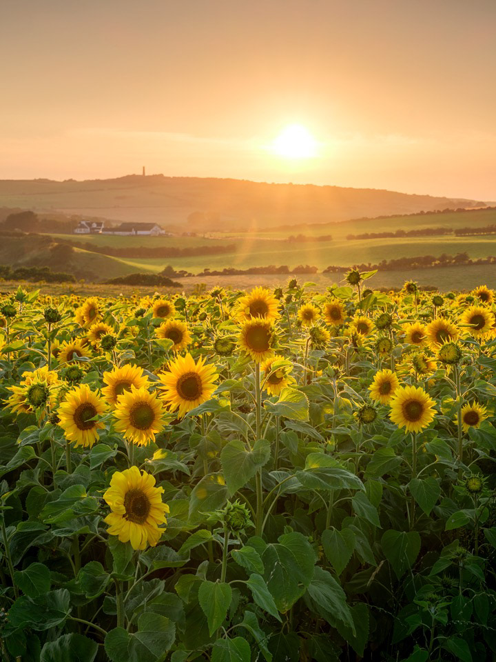 Sunflowers, Rhinns of Galloway, 2022.
