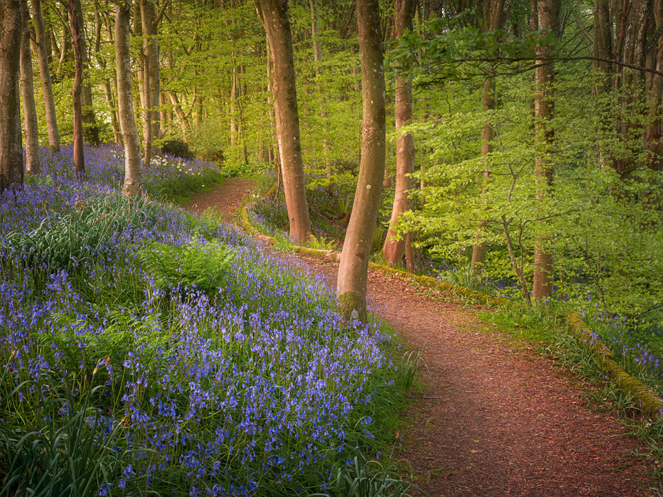 Ardwell Bluebells, Rhinns of Galloway, 2021.