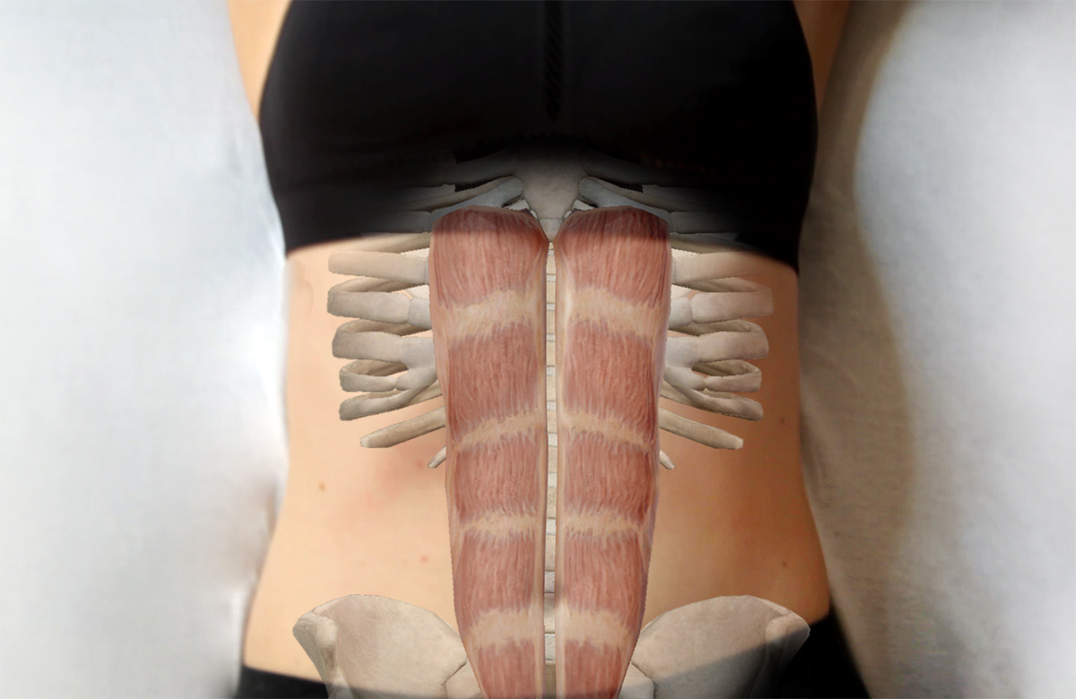 Rectus Abdominis Overlay