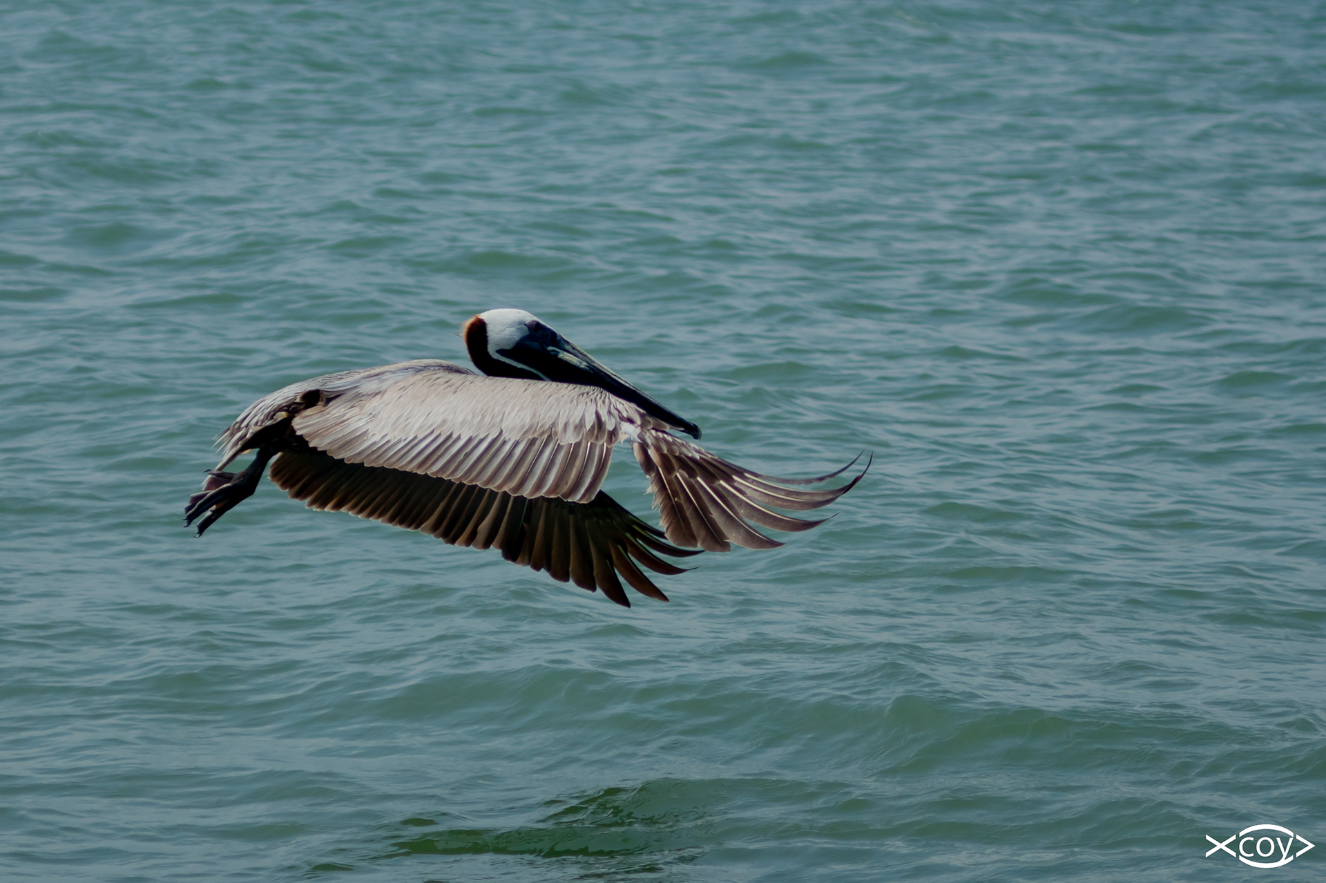 Pelican - Sony 70mm