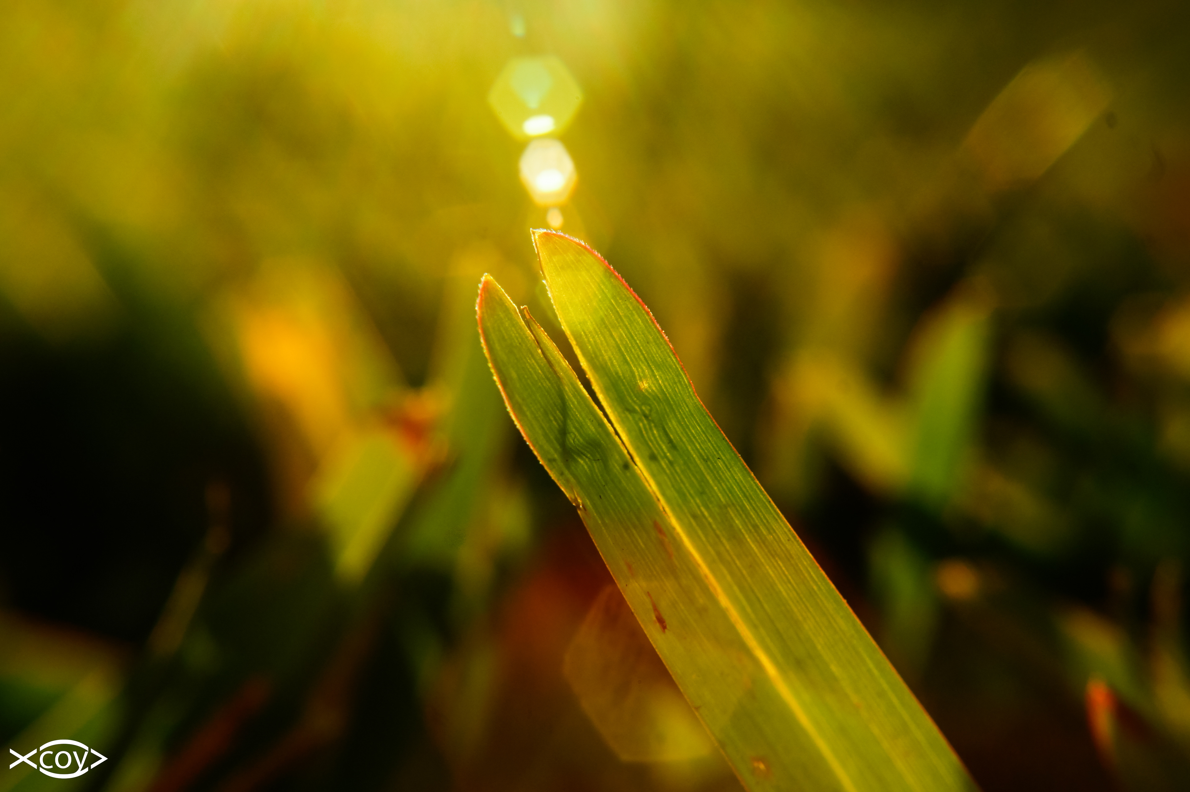 Double Blade, A550 f0.8