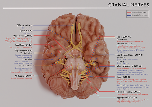 Laura Watson - Illustration portfolio - Scientific poster showing ...