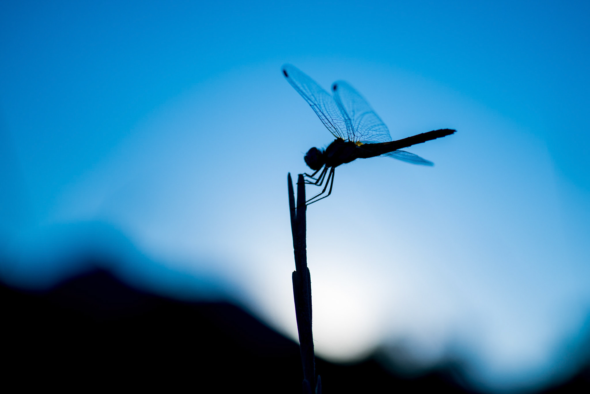 Dragonfly silhouetted against the sky
