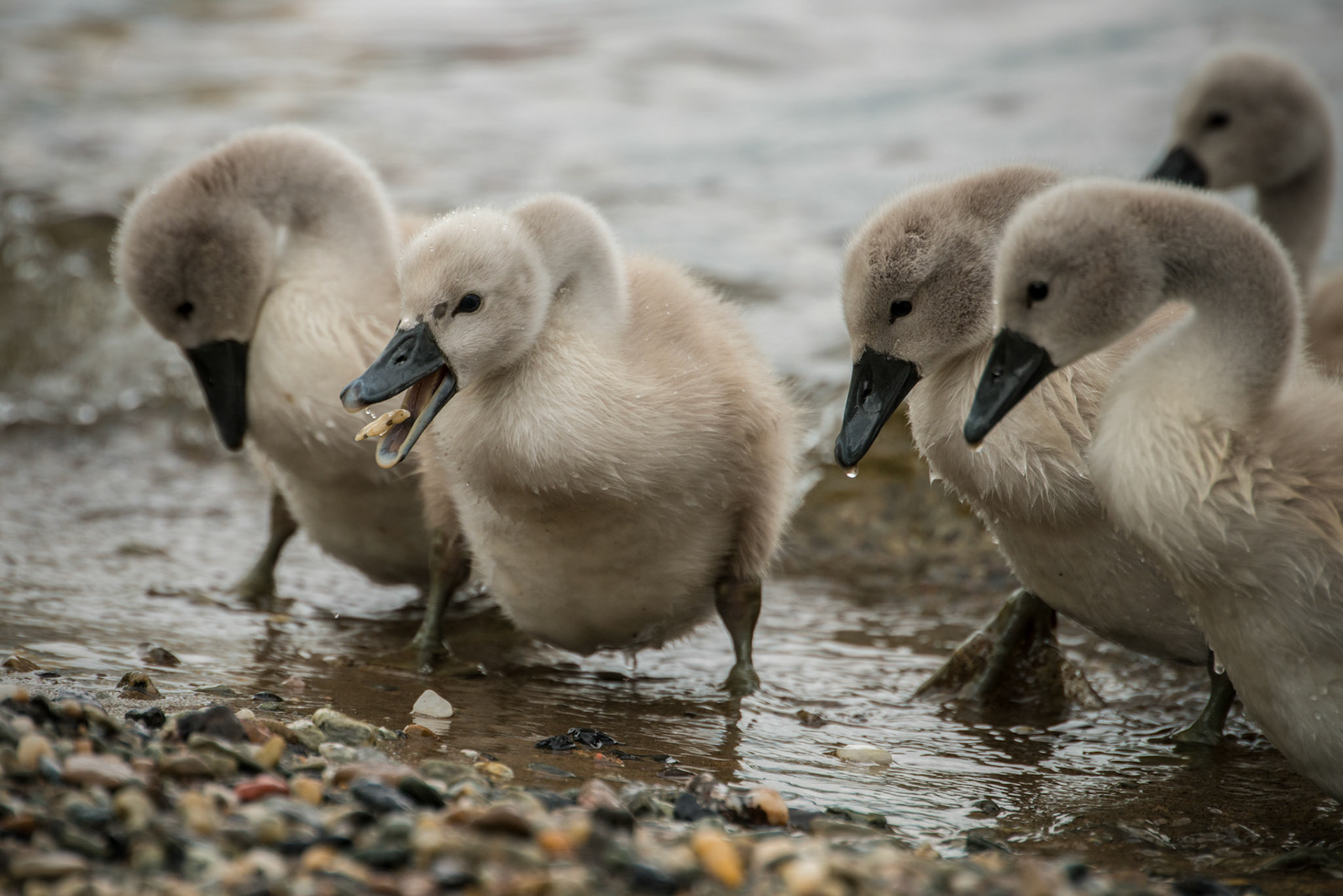 Young cygnets searching for food among the gravel on the shores of Loch Lomond, Scotland