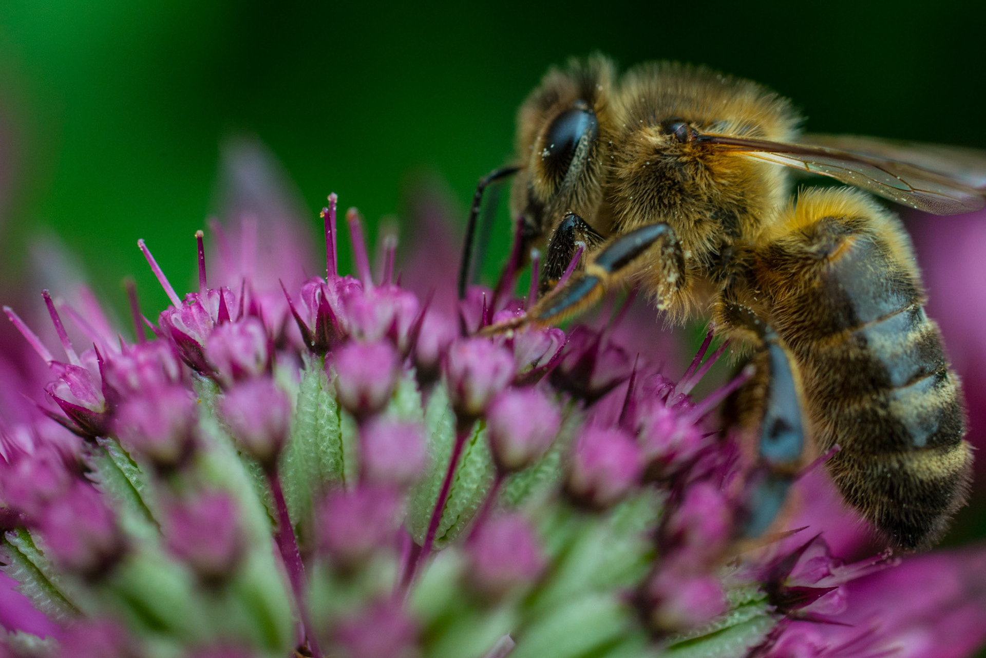 A macro of a bee looking for nectar.