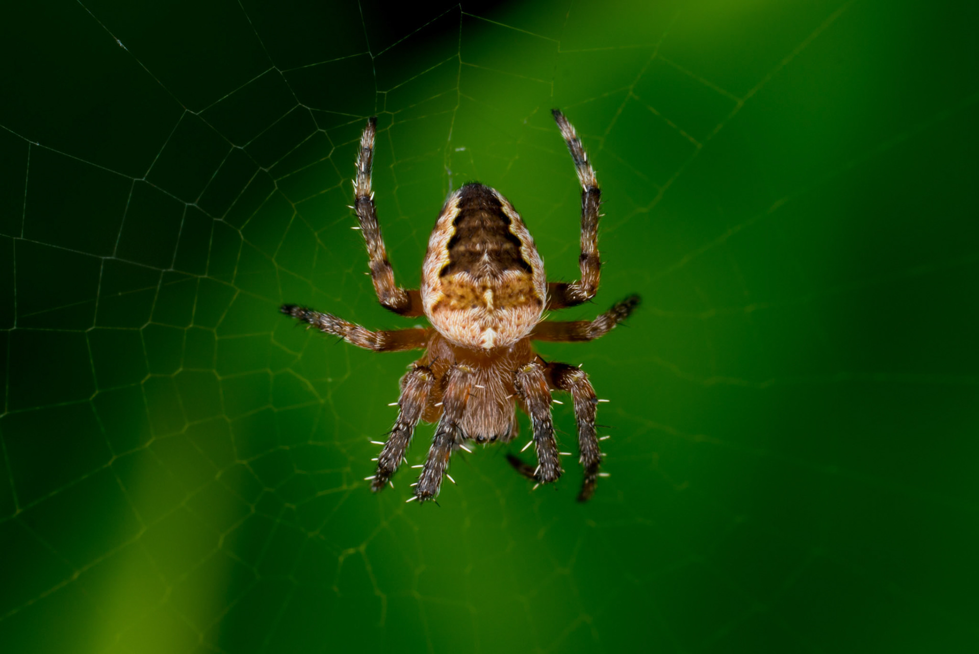 Macro of a European Garden Spider, also known as an orb-weaver spider.