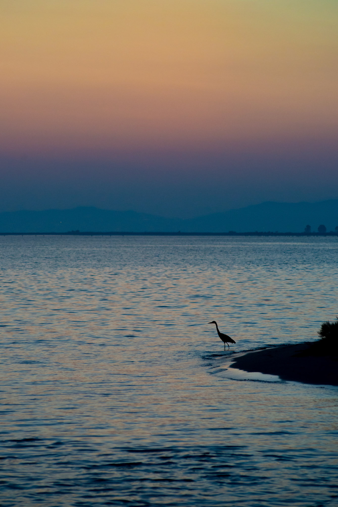 A bird stands in the water looking for fish in the last remaining light of the day. Keramoti, Greece.