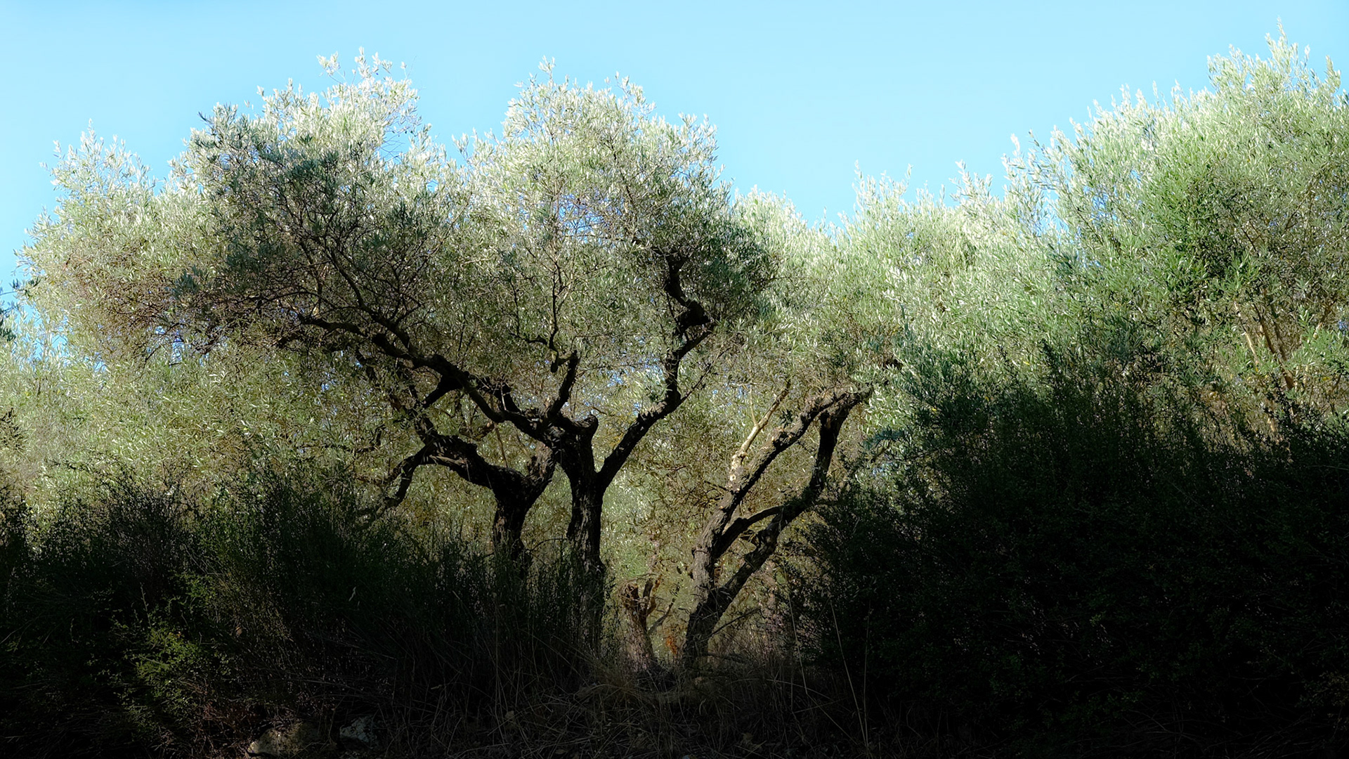 St Remy de Provence - 2025