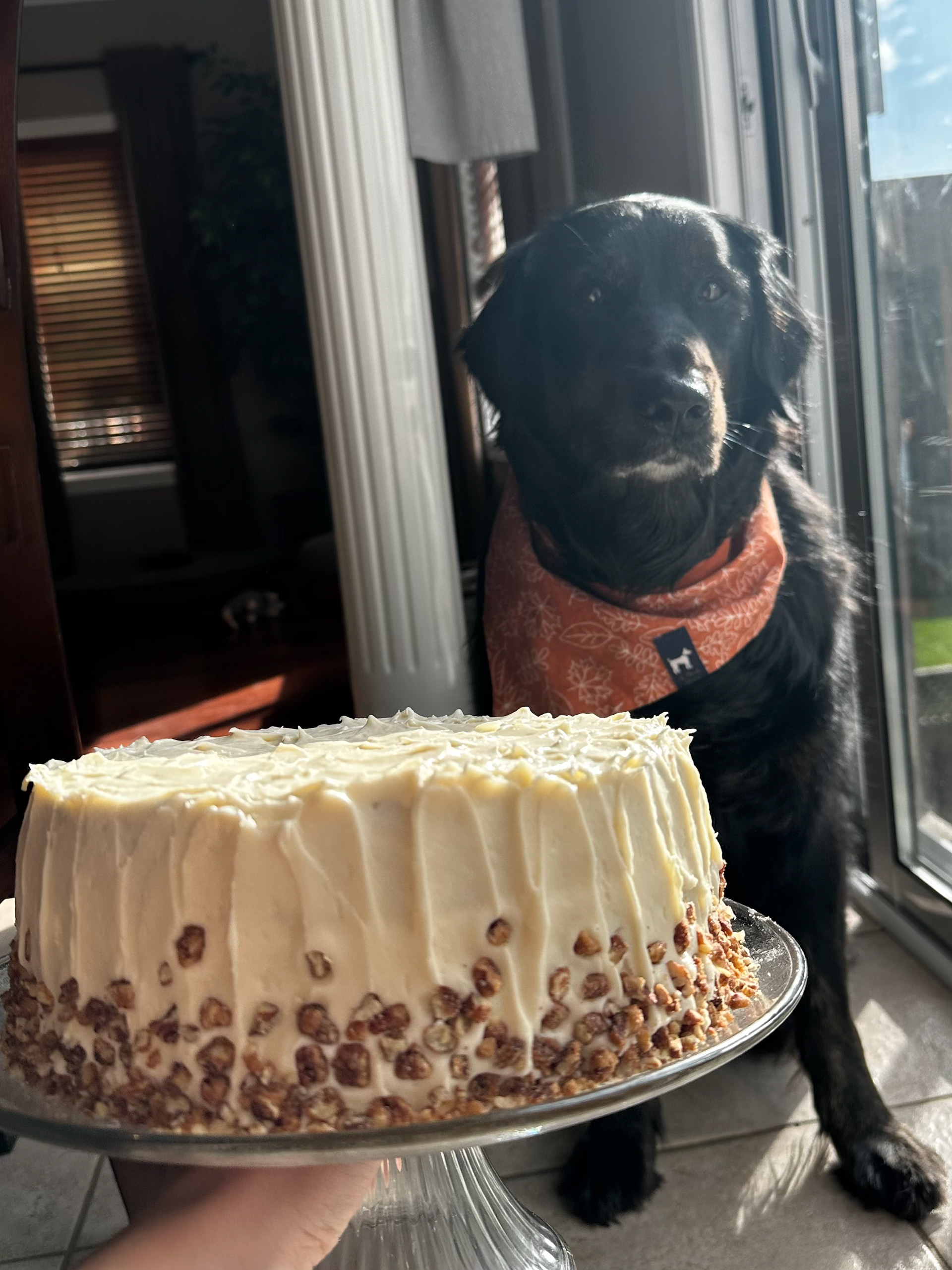 Carrot cake with cream cheese icing and candied pecans.