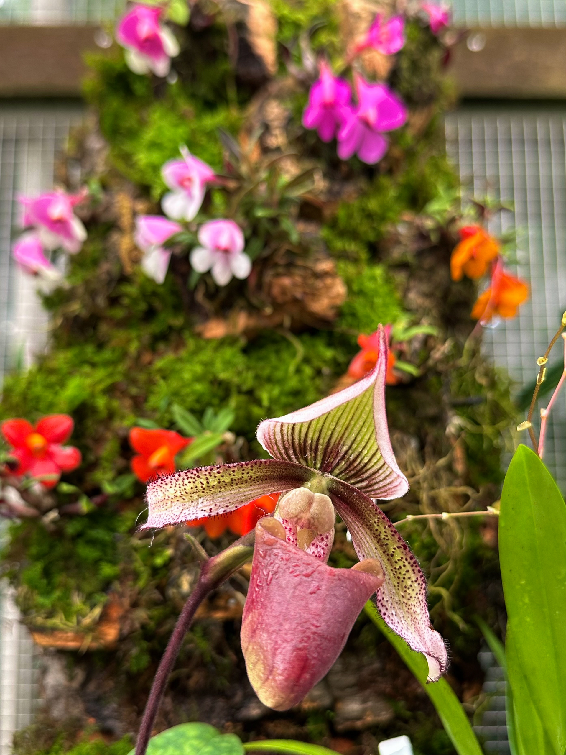 Conservatory of Flowers, CA