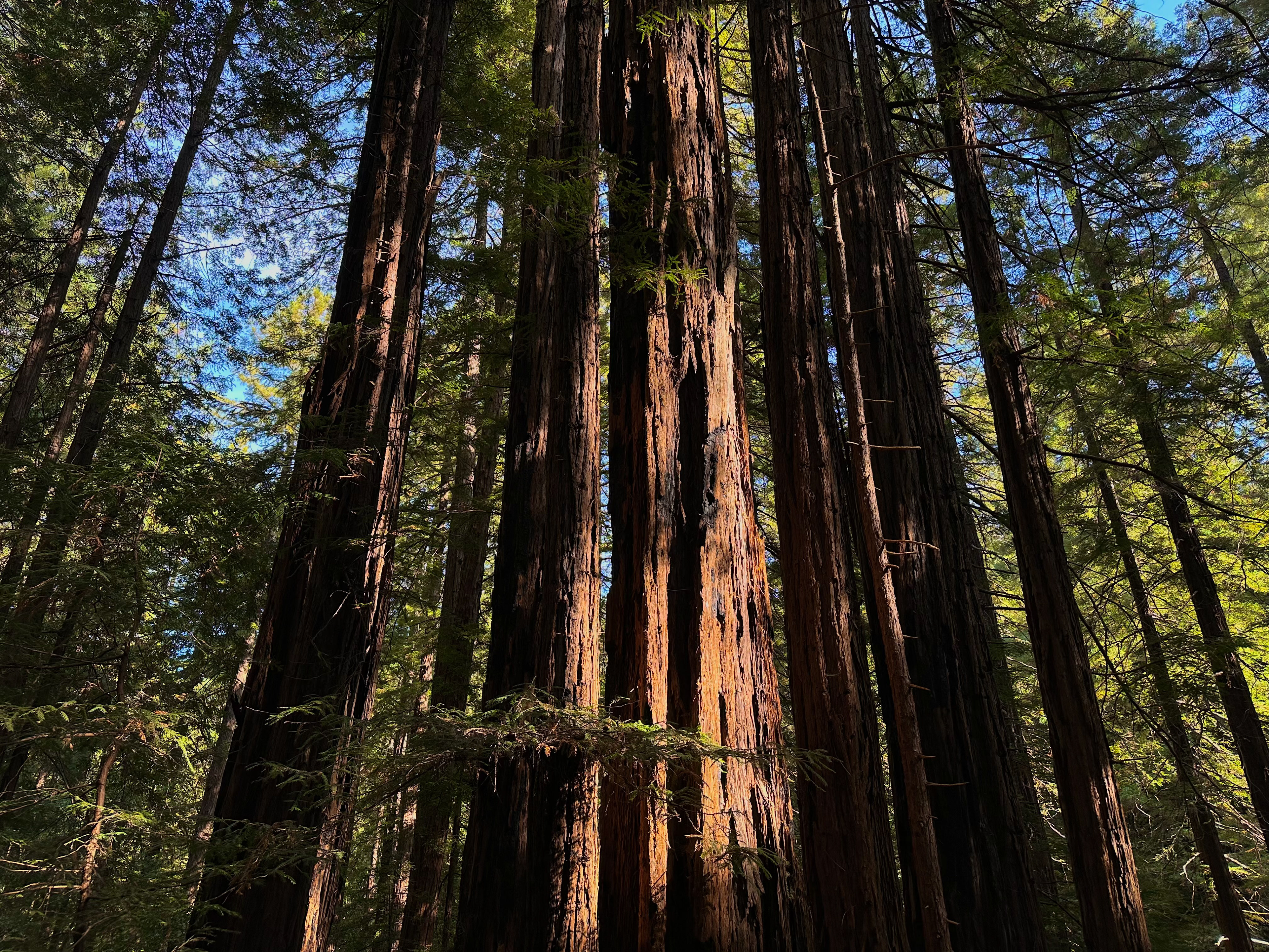 Muir Woods Natural Monument, CA