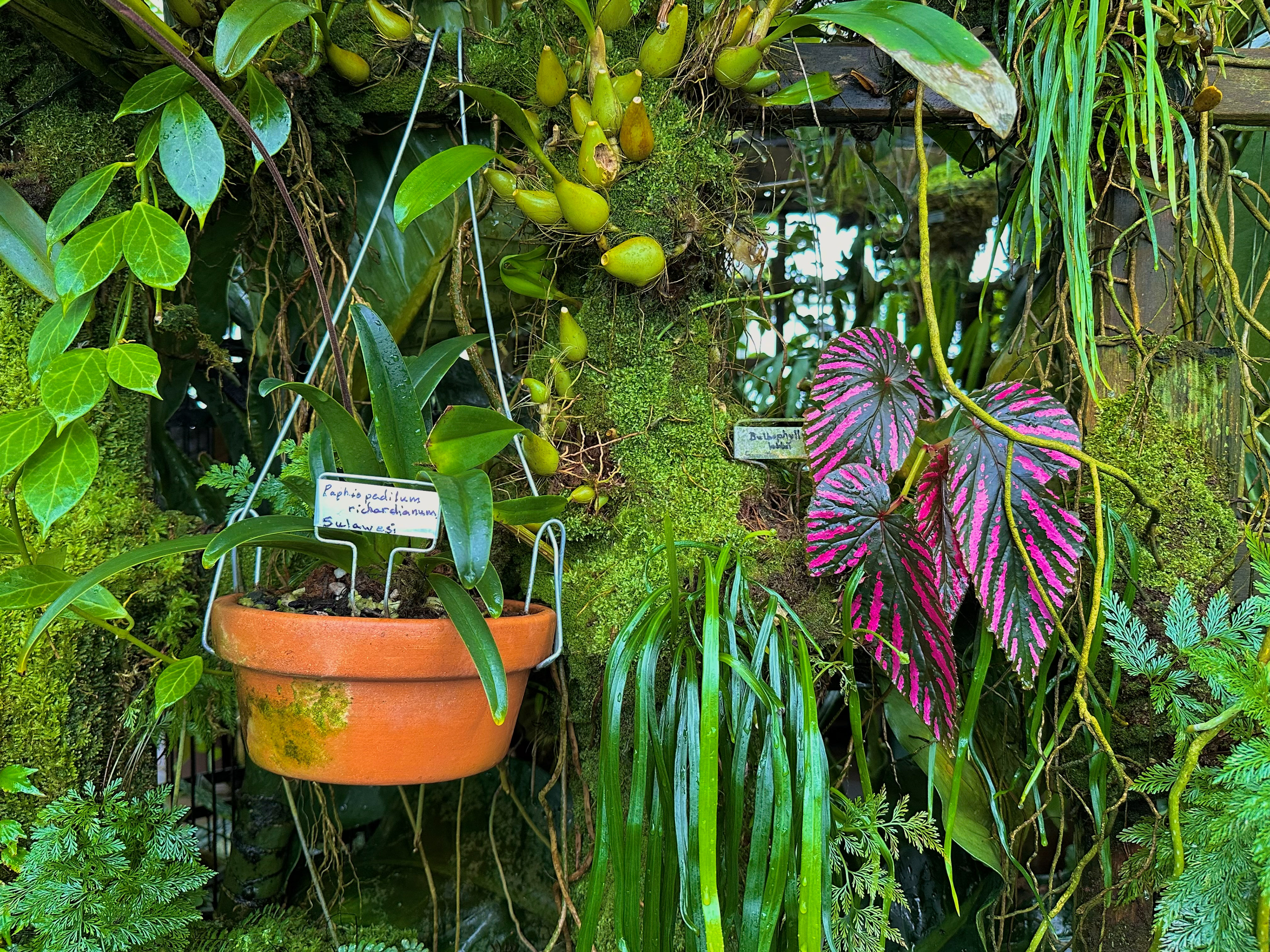 Conservatory of Flowers, CA
