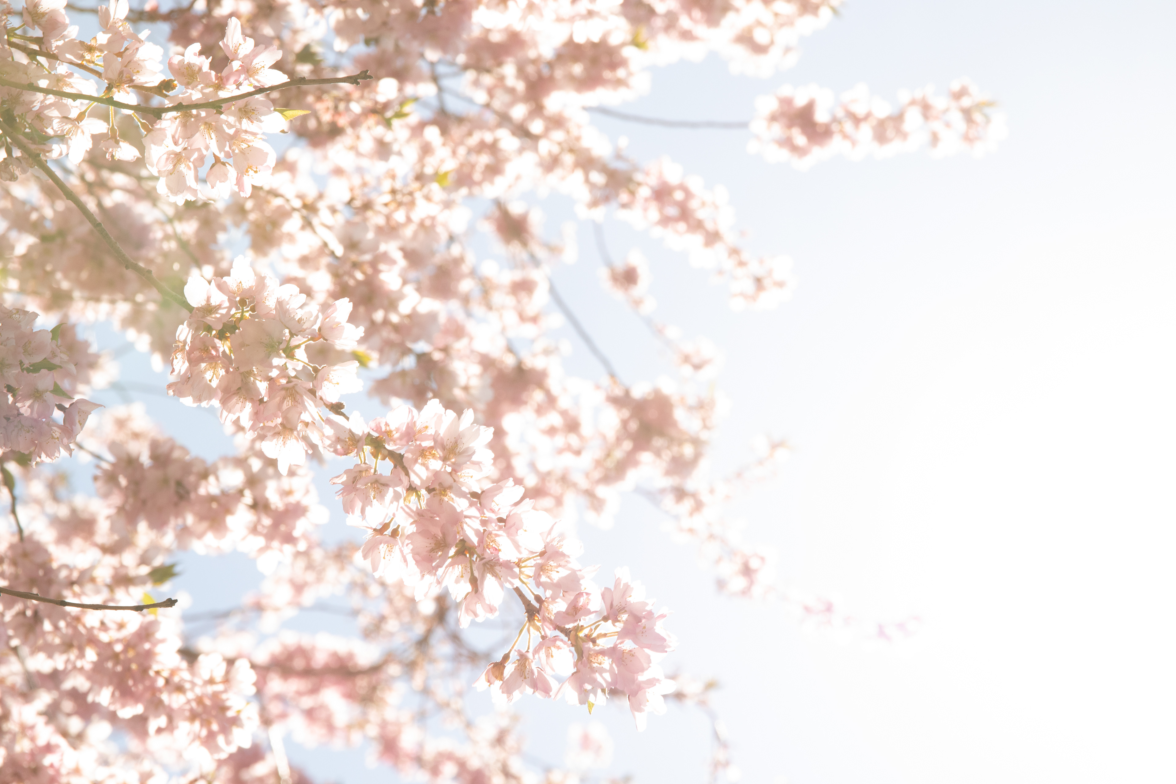 Photo by Jessica van der Marel