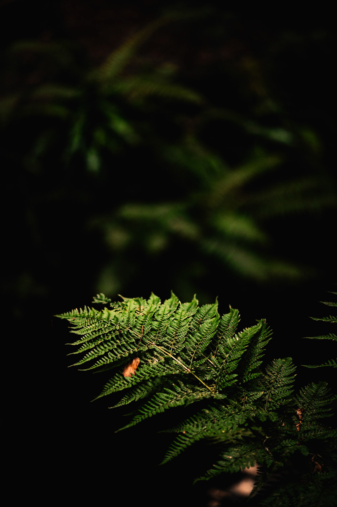 Fern