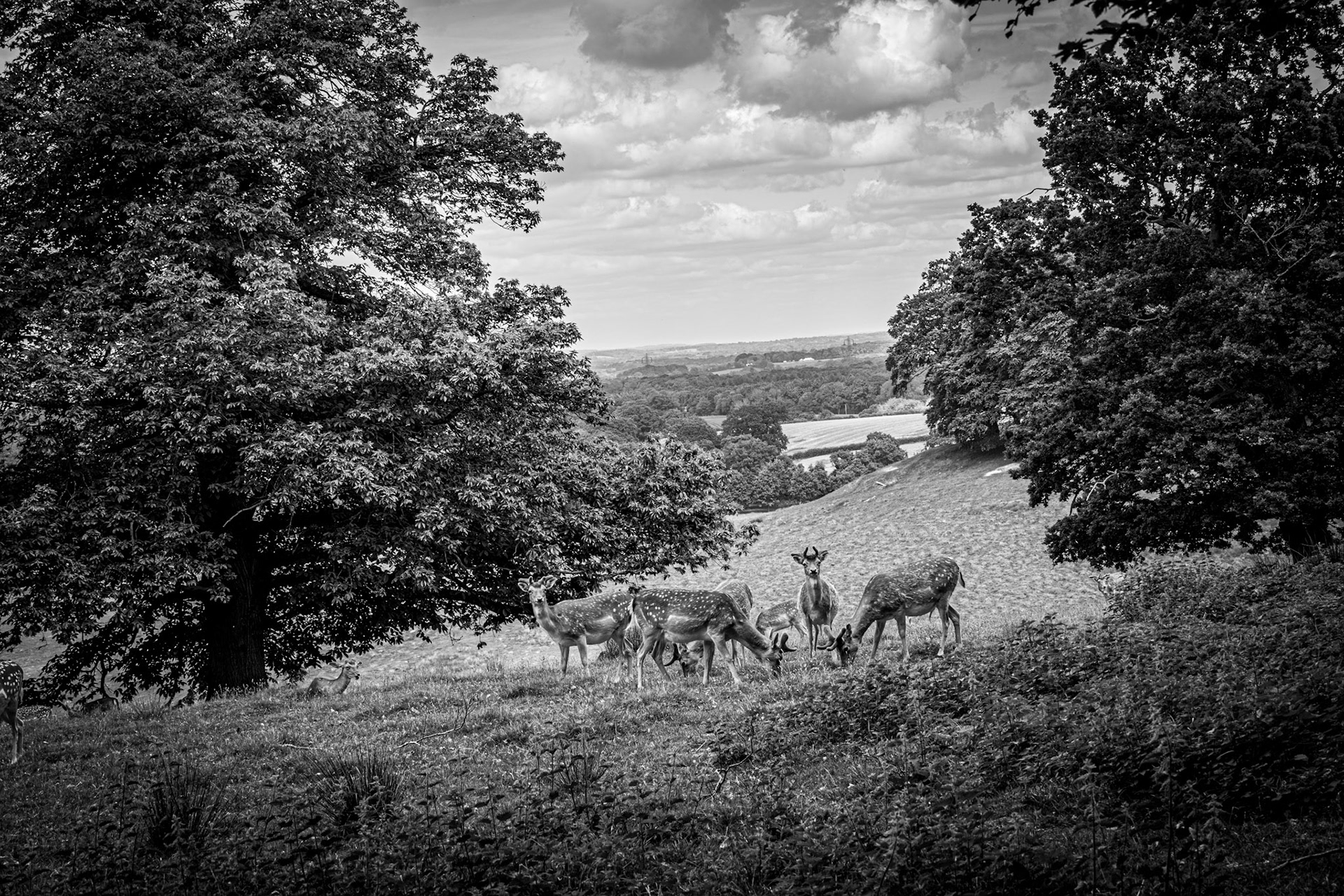 Fallow at Petworth