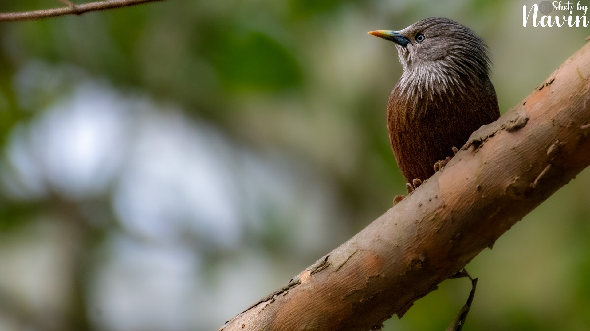 Chestnut Tailed Starling